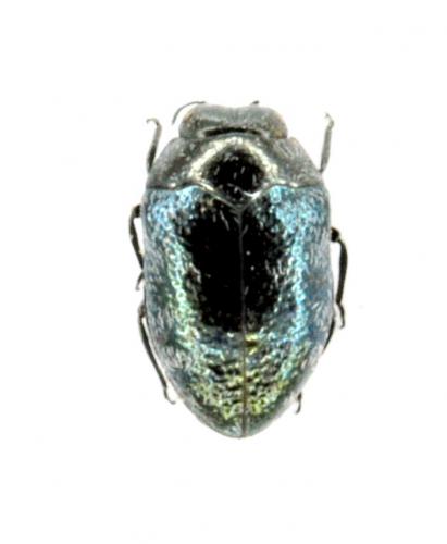 Réf. 207 118 : Trachys goberti